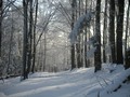 The story from tree to house warming