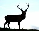 Pastwiska stag